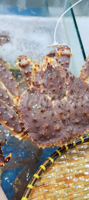 Hải Sản Sống