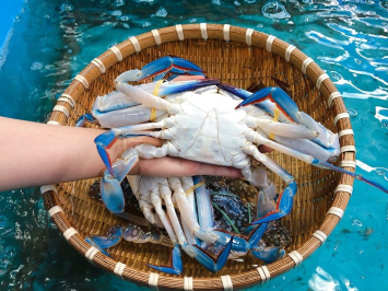 Làm Sao Để Biết Ghẹ Xanh Còn Tươi Sống?