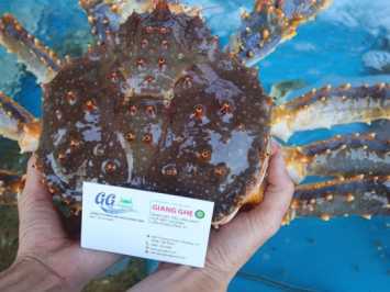 Bán cua king crab sống TPHCM: Nguồn hàng tươi, nhập khẩu chính ngạch
