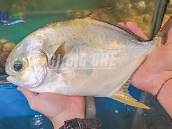 Cá chim biển là cá gì ? Giá bao nhiêu tiền 1kg cá chim