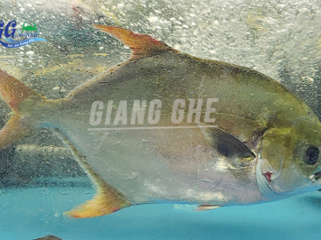 Top 5 lý do cá chim trắng ưa chuộng trong bữa cơm gia đình Việt
