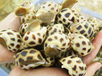 Ốc Hương Biển Giang Ghẹ