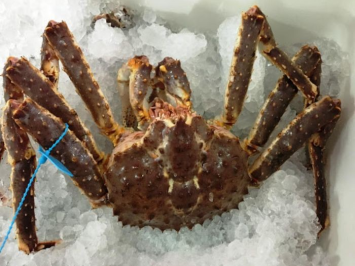 Cua Hoàng Đế - King Crab Đỏ - Sống: Đỉnh Cao Hải Sản Thượng Hạng