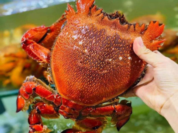 CUA HUỲNH ĐẾ SỐNG BAO ĂN ĐÃ CÓ MẶT TẠI GIANG GHẸ
