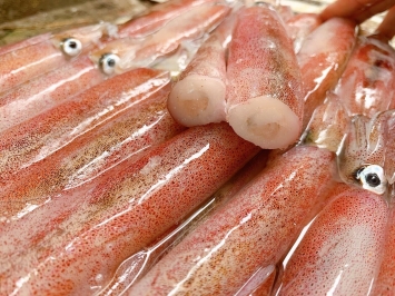 Tìm đâu địa chỉ chuyên cung cấp hải sản tươi sống chất lượng Tân Phú?