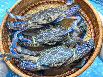 Ghẹ Xanh Hải Sản Giang Ghẹ