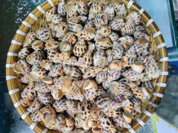 Giá ốc hương nhỏ hiện nay bao nhiêu 1Kg? Nên mua ở đâu TPHCM?