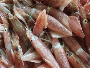 Đâu là nguồn hải sản giá sỉ đáng tin cậy mà bạn nên tin tưởng lựa chọn?