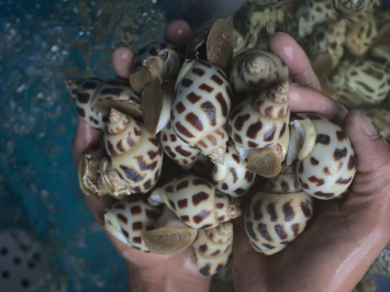 Ốc Hương Biên Hòa 
