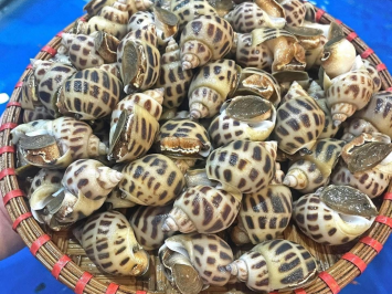 Địa Chỉ Bán Ốc Hương Lớn (Size 20-50 Con/Kg) - Sống Uy Tín