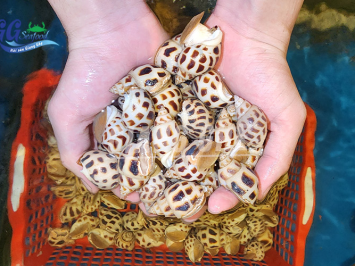 Ốc hương bao nhiêu 1kg ? Mẹo chọn ốc hương tươi ngon nhất 