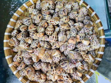 Ốc Hương Sống (Size 90-100) - Tươi Ngon, Giòn Ngọt, Giá Tốt
