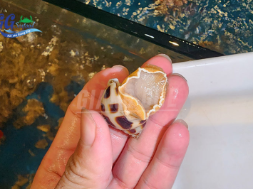 Cùng Tìm Hiểu Giá Ốc Hương Hôm Nay Bao Nhiêu 1 Kg?
