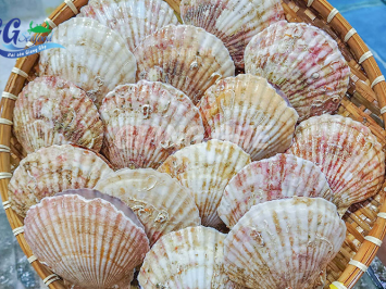 Sò điệp nhật bao nhiêu tiền 1kg? Cách lựa sò điệp nhật cực ngon