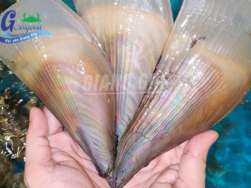 sò mai là sò gì? bao nhiêu 1kg? Top 2 món ngon CỰC PHẨM từ sò mai