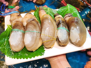 Tu hài là con gì ? Khám phá 3 món ngon từ tu hài mà bạn phải thử