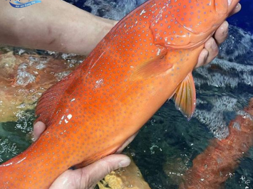 Cá mú là cá gì? Bí quyết làm các món cá mú ngon đãi gia đình bạn siêu ngon 
