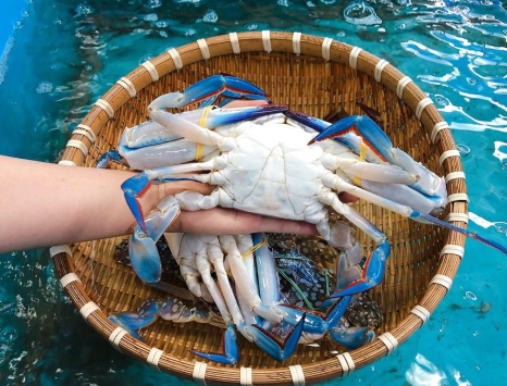 Làm Sao Để Biết Ghẹ Xanh Còn Tươi Sống?