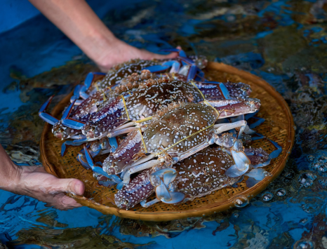 Ghẹ Sống Biên Hòa – Hải Sản Tươi Ngon Giá Tốt Tại Giang Ghẹ Biên Hòa