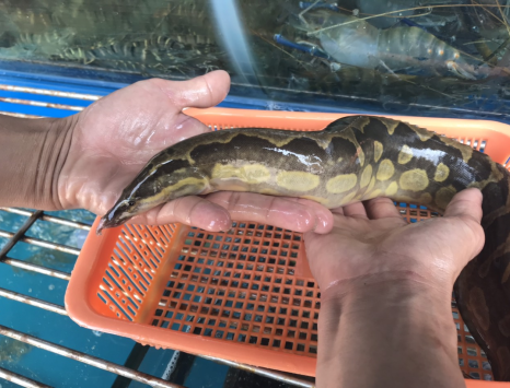 Giữ cá tươi ngon ngay cả khi không có tủ lạnh