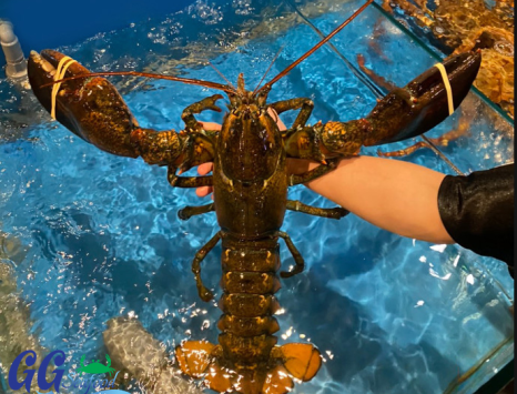 Tôm Hùm ALASKA mua ở đâu?  Bao nhiêu 1kg ? Cách Chế biến?