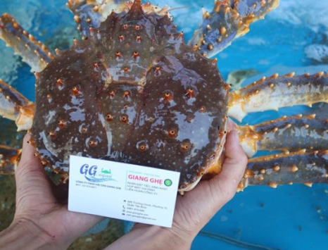Bán cua king crab sống TPHCM: Nguồn hàng tươi, nhập khẩu chính ngạch