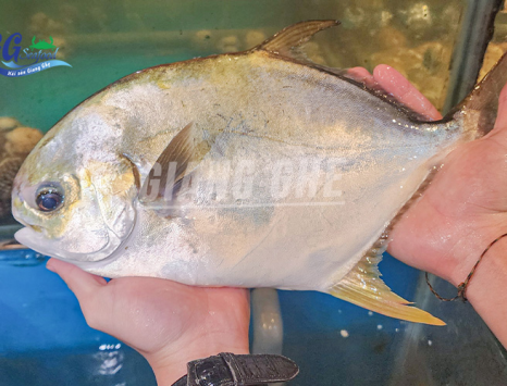 Cá chim biển là cá gì ? Giá bao nhiêu tiền 1kg cá chim