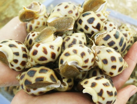 Ốc Hương Biển Giang Ghẹ