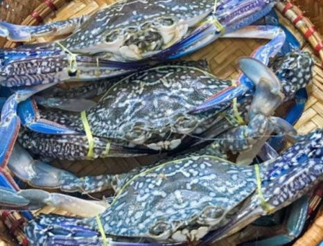 Lợi Ích Sức Khỏe Khi Ăn Ghẹ Xanh Sống Size 4-5 Con/kg Đều Đặn