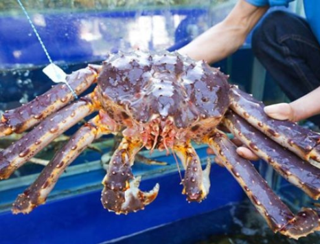 King Crab Xanh (Cua Hoàng Đế) Giang Ghẹ
