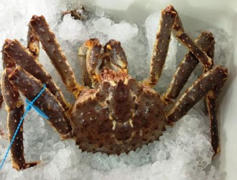 Cua Hoàng Đế - King Crab Đỏ - Sống: Đỉnh Cao Hải Sản Thượng Hạng
