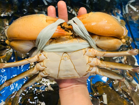 KHUYẾN MÃI BẤT NGỜ - KHÔNG THỂ BỎ LỠ - MUA 1KG CUA TẶNG 1KG NGAO