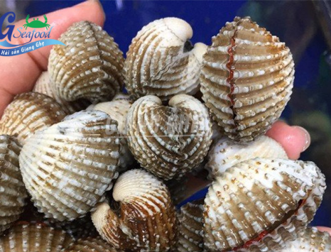 Sò huyết bao nhiêu 1kg? Top 4 món ngon từ sò huyết ít ai biết