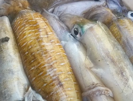 Bạn đang tìm kiếm đơn vị chuyên nhận cung cấp hải sản tươi giá sỉ?