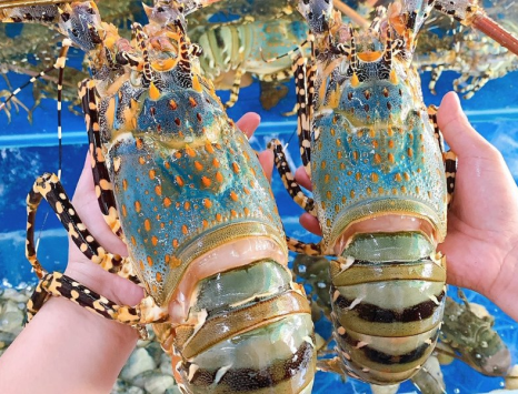 Tôm Hùm Bông Hải Sản Giang Ghẹ