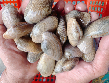 Tìm hiểu ngay nơi bán hải sản tươi sống giá rẻ uy tín Tân Phú top đầu