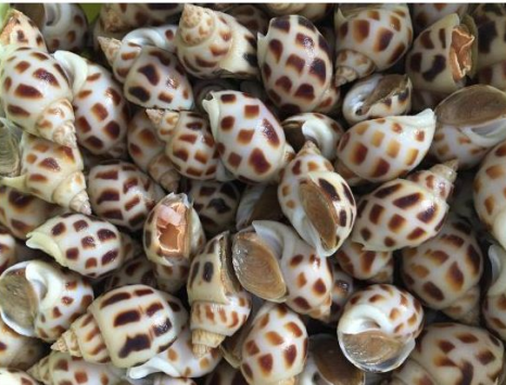 Gợi Ý Các Món Ngon Tuyệt Hảo Từ Ốc Hương: