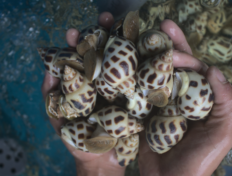 Ốc Hương Biên Hòa 