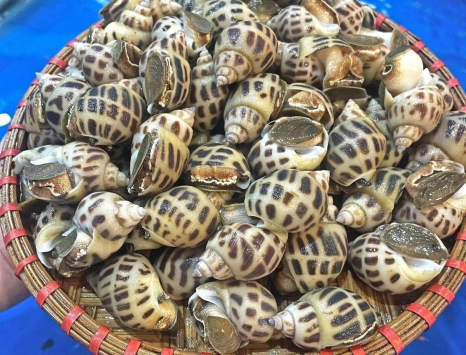 Địa Chỉ Bán Ốc Hương Lớn (Size 20-50 Con/Kg) - Sống Uy Tín