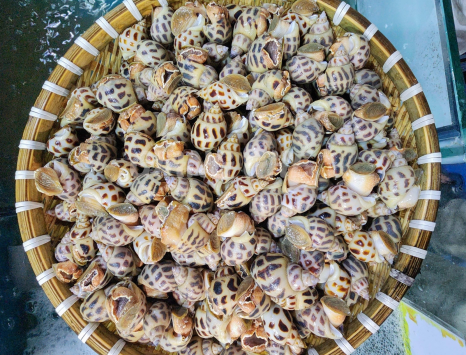 Ốc Hương Sống (Size 90-100) - Tươi Ngon, Giòn Ngọt, Giá Tốt