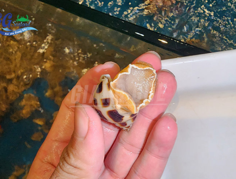 Cùng Tìm Hiểu Giá Ốc Hương Hôm Nay Bao Nhiêu 1 Kg?