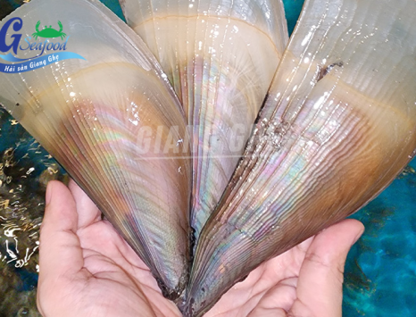 sò mai là sò gì? bao nhiêu 1kg? Top 2 món ngon CỰC PHẨM từ sò mai