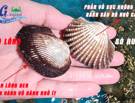 sò lông và sò huyết khác nhau thế nào? cách bảo quản và sơ chế 