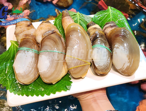 Tu hài là con gì ? Khám phá 3 món ngon từ tu hài mà bạn phải thử