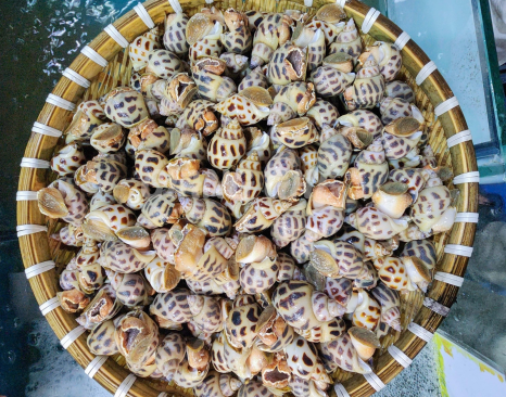 Ốc Hương Sống (Size 90-100) - Tươi Ngon, Giòn Ngọt, Giá Tốt