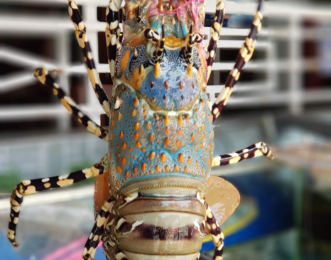 Cơ Sở Bán Tôm Hùm Bông (0,5-1kg/Con) Thịt Chắc, Giá Rẻ