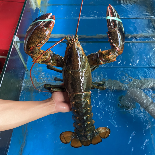 TÔM HÙM ALASKA  (Size: 1-4 Kg/Con) - Giá đã bao gồm VAT