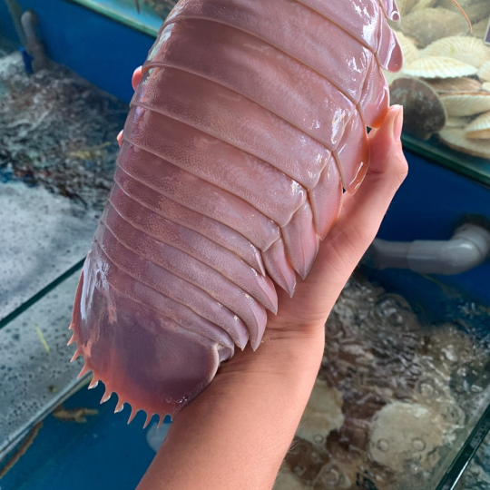 BỌ BIỂN (Size: 0.6-1.2 Kg/Con) - Giá đã bao gồm VAT