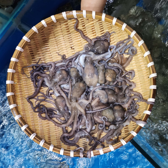 BẠCH TUỘC (Size 12-18 Con/ Kg) - Giá đã bao gồm VAT