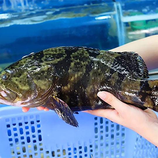 CÁ MÚ (Size: 1.5 - 2 Kg/Con) - Giá đã bao gồm VAT